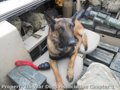 Operation Military Care K9