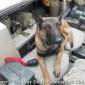 Military Care K9